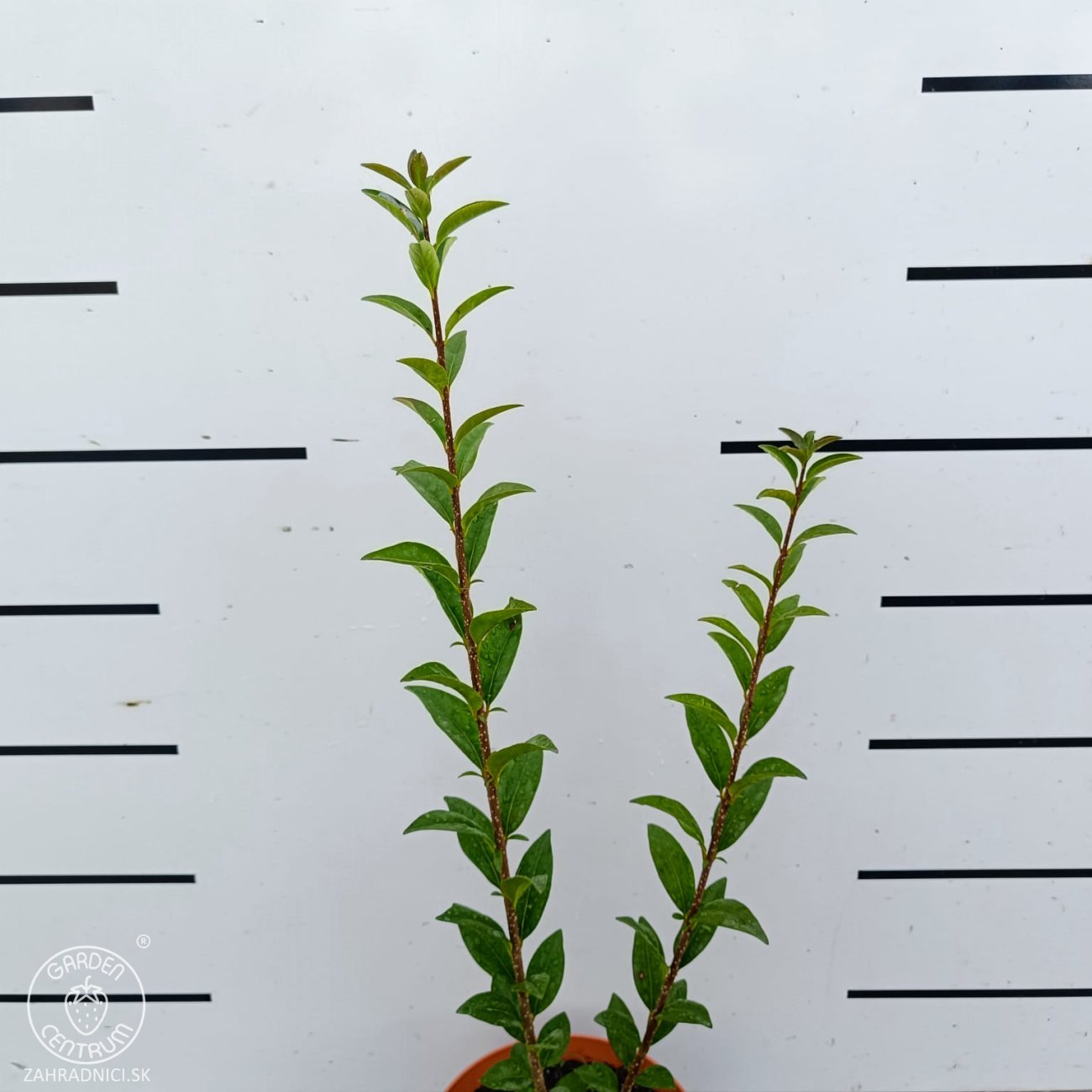 Obrázok Vtáčí zob obyčajný (Ligustrum Vulgare) ´ATROVIRENS´ - výška 40-60 cm, kont. C2L